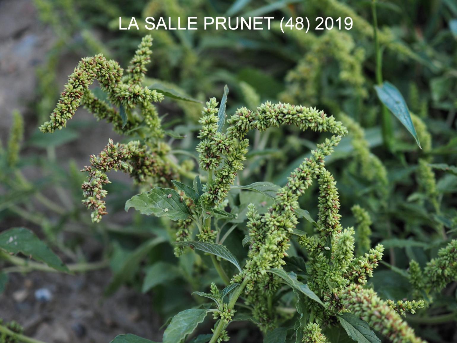 Pigweed, Perennial